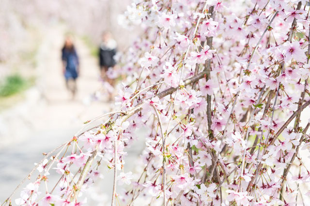 平和公園の桜・お花見情報