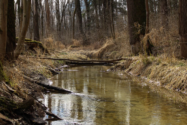 pretty natural river through forest with fish and flyfishing nymph or streamer