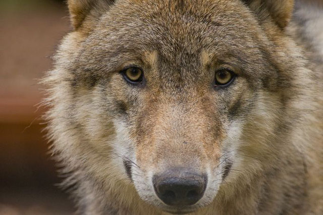 Europäischer Grauwolf Foto: Tammo Zelle