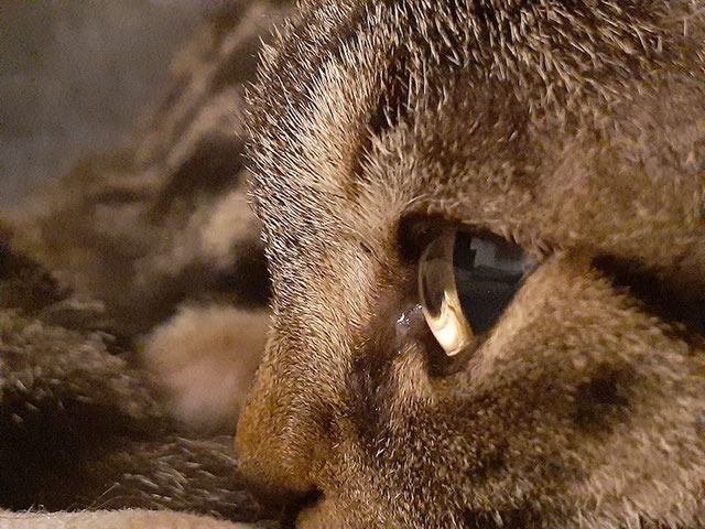 猫の目は横から見るとまるで透明なビー玉のよう。