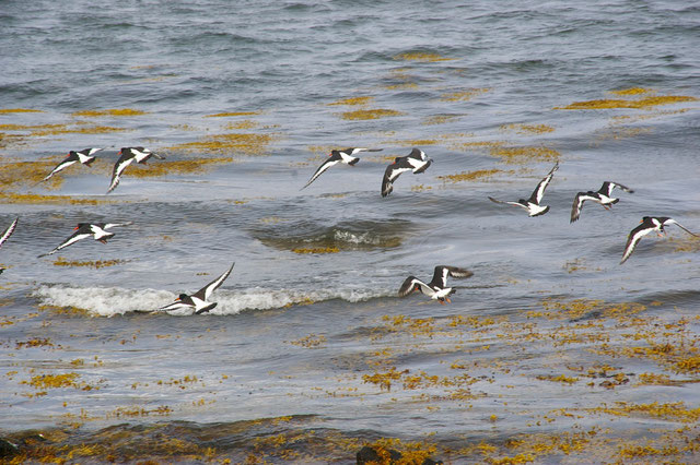 Oystercatchers (photographed in Orkney in August 2010)