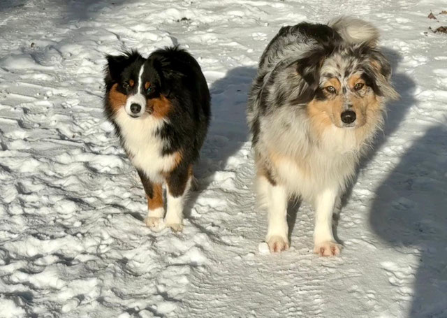 Mini-Aussie black tri und red merle Standard Australian Shepherd