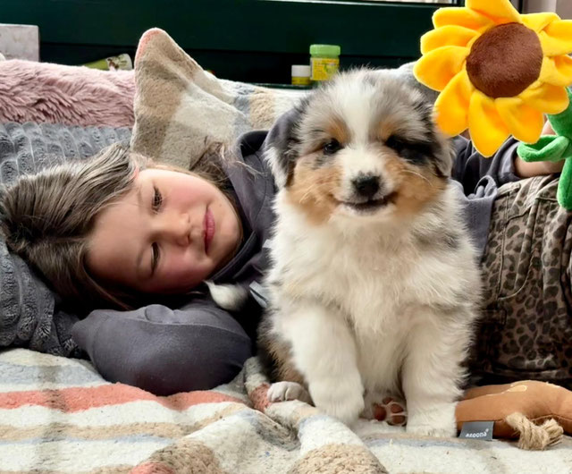 Aussie Welpe - Blue Merle mit kleinem Mädchen