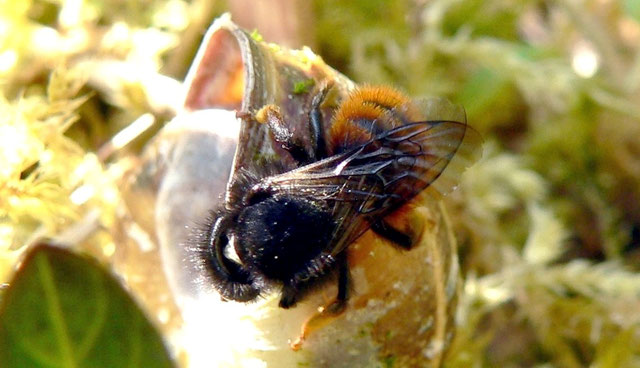 Leere Schneckenhäuser werden Kinderstuben - Zweifarbige Mauerbiene