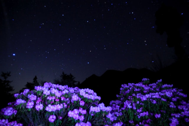 満開の石楠花と星空【Ⅰ】　　　　　※後方の山は三俣山