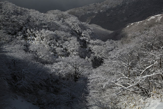 鍋谷の樹氷