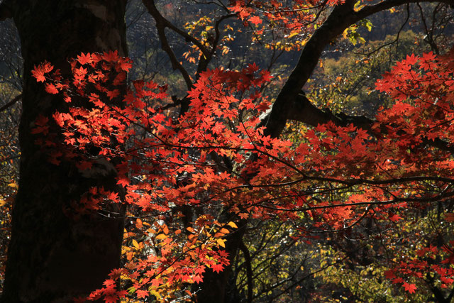 日差しを浴びる紅葉Ⅱ