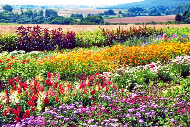 Blumengarten – farbenprächtige Vielfalt zum Selbstpflücken - Biohof Böhm