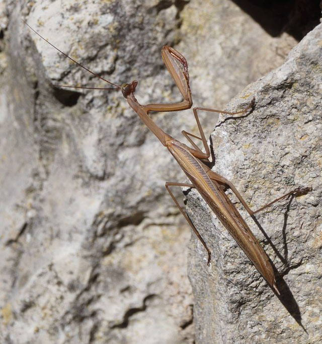 La mante religieuse La dauphinelle le Lutin de la Nature