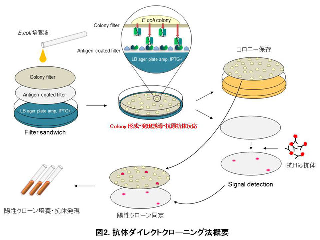 抗体ダイレクトクローニング法概要