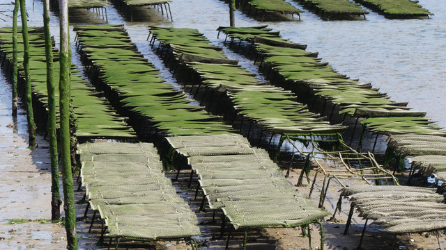 Austerntische in Audierne im Gezeitenfluss Goyen, Bretagne