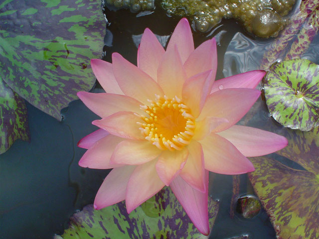 Nymphaea Albert Greenberg