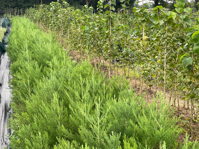KlimaBaumarten Klimaresistente BaumSämlinge