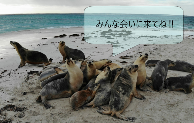 ジュリアンベイアシカ