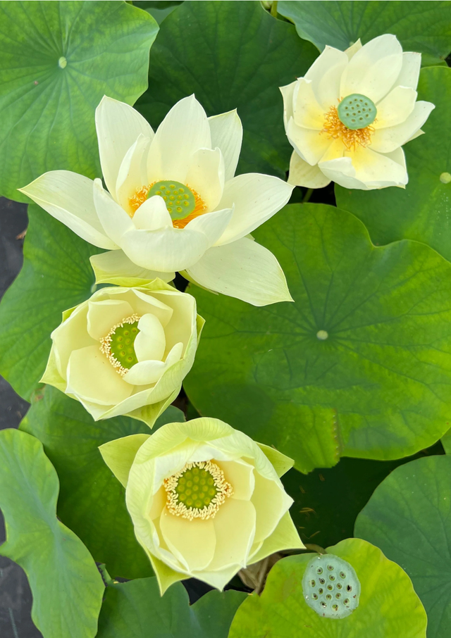 Nelumbo Green Star 绿之星