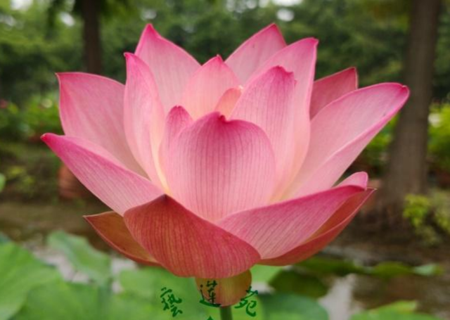 Nelumbo New Rouge 似秦淮胭脂