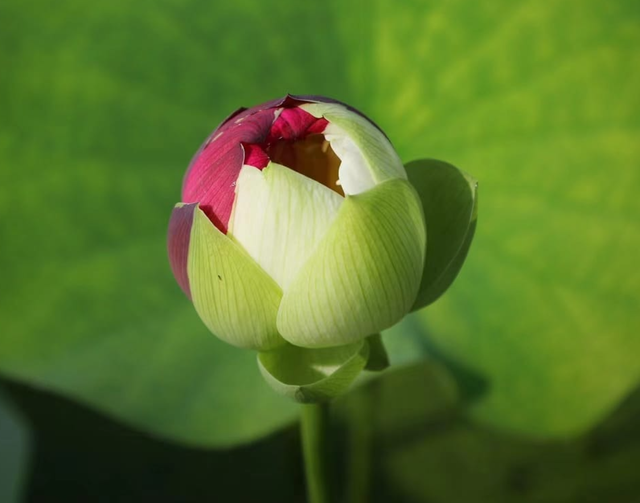 Nelumbo Purple Ribbon and Gold Seal 紫绶金章