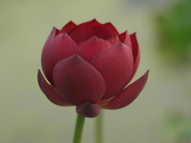 Nelumbo Ancient Capital Red Palace 古都绛房