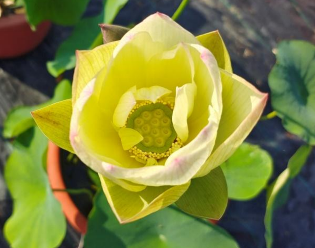 Nelumbo The Yangtze River Sail 扬子江帆