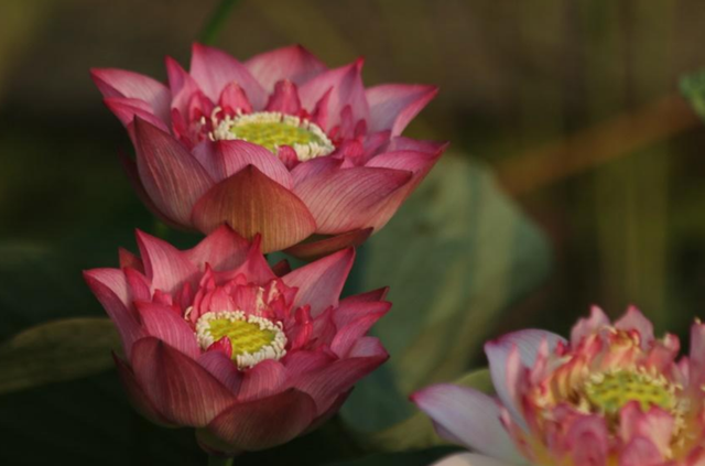 Nelumbo Mount Zhong Splendour 钟山红澜