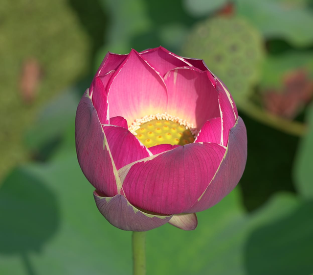 Nelumbo Purple Ribbon and Gold Seal 紫绶金章