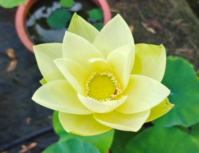 Nelumbo New Secret Mistress 似金屋藏娇