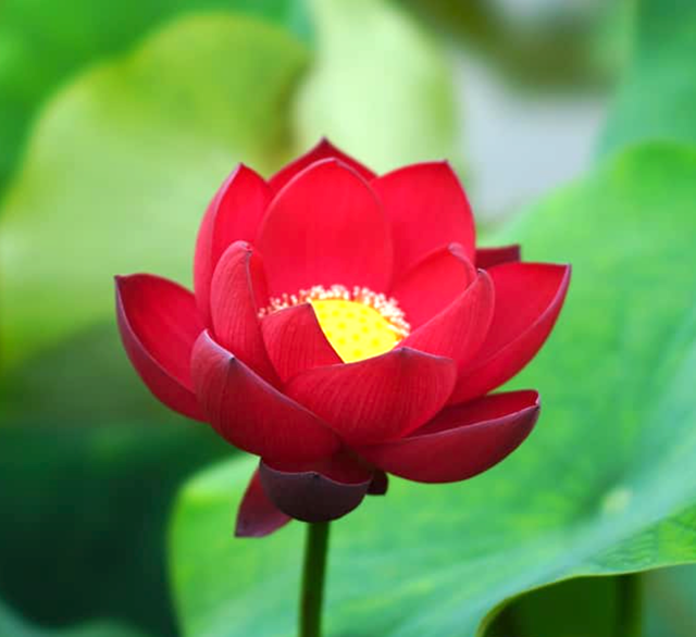 Nelumbo Ancient Capital Red Palace 古都绛房