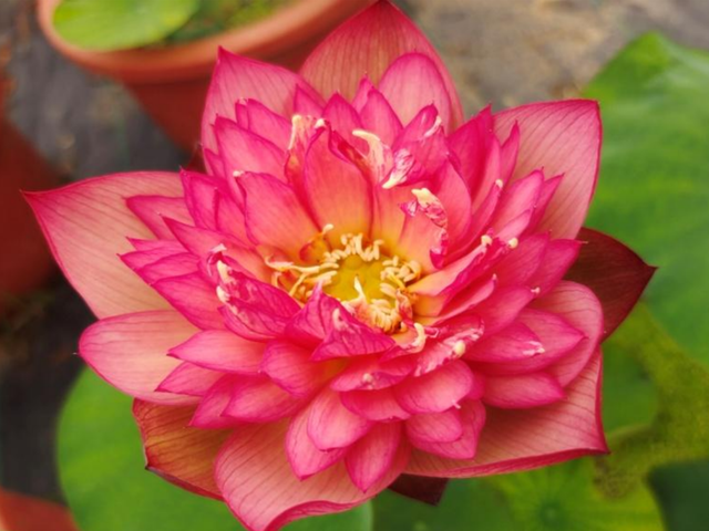 Nelumbo Chinese Lark  神州百灵