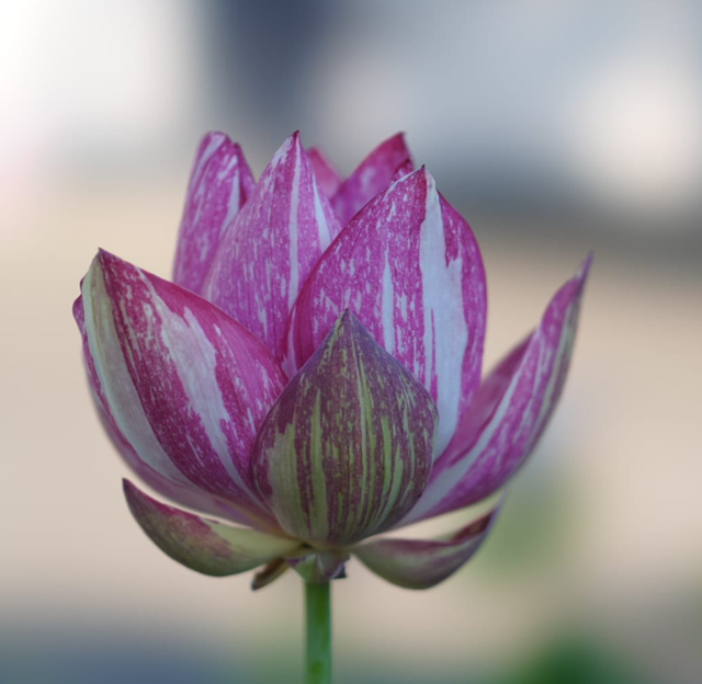 Nelumbo Joker 小丑