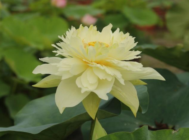 Nelumbo Wu Jian 舞剑