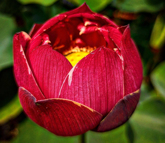 Nelumbo Purple Ribbon and Gold Seal 紫绶金章
