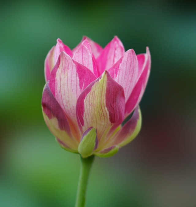 Nelumbo Joker 小丑