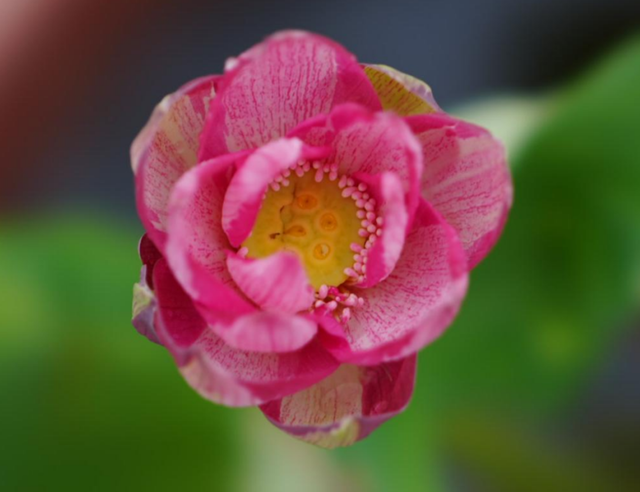 Nelumbo Joker 小丑