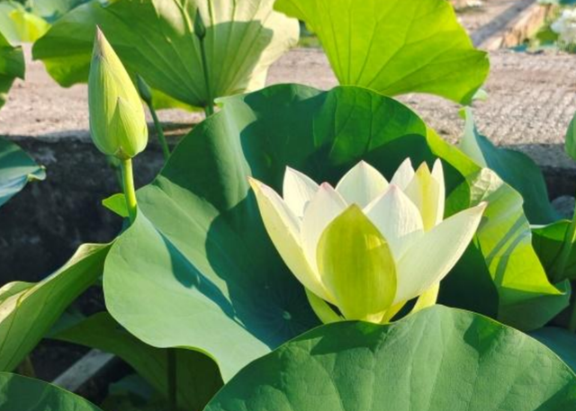 Nelumbo Noon Shadow at Bamboo Sea  竹海午影