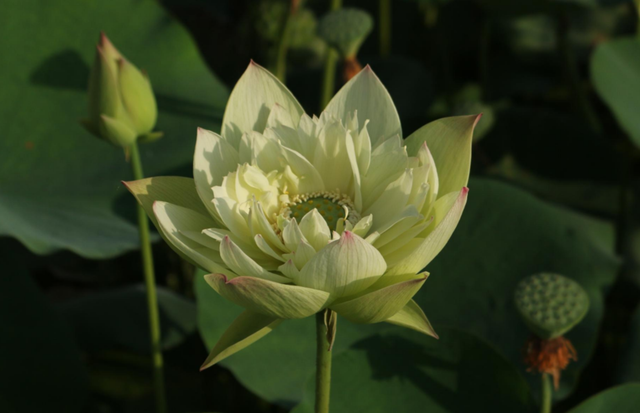 Nelumbo Qinhuai Misty Rain 秦淮烟雨