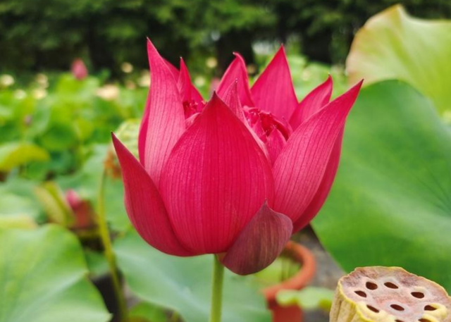 Nelumbo Red Stamen 陈氏红蕊