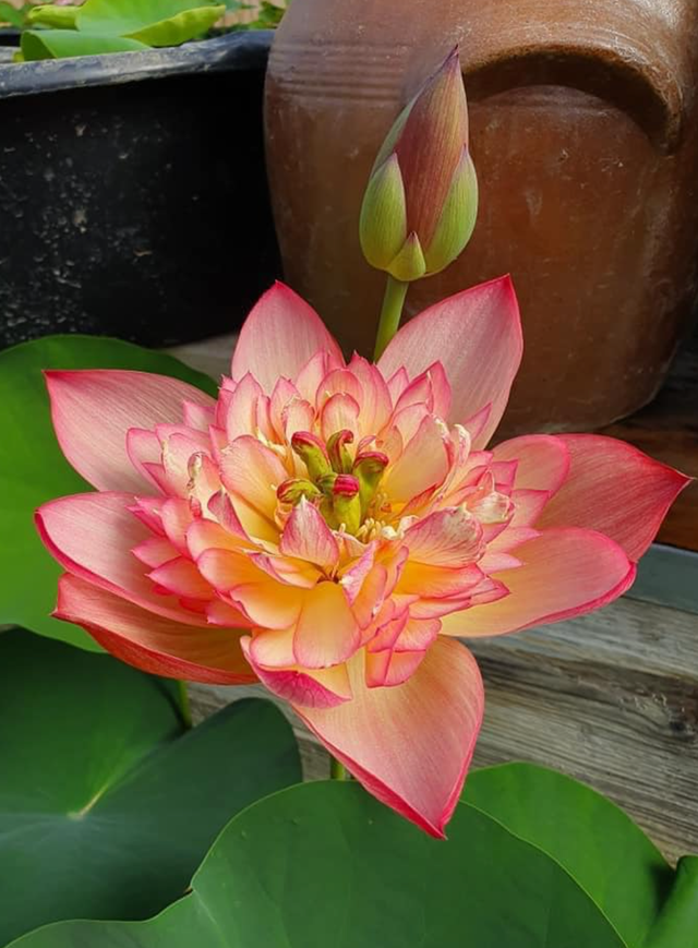 Nelumbo Shicheng Jinxiu