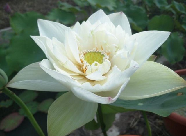 Nelumbo Nanzhao Zen Rhyme 南诏禅音
