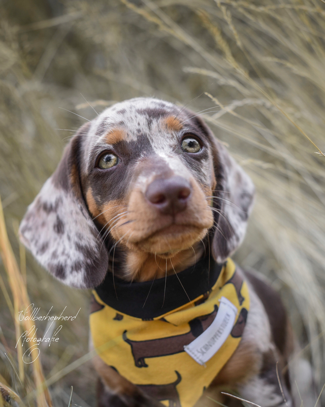 Desensibilisierung beim Welpen kleinerhundgrossewelts Webseite!
