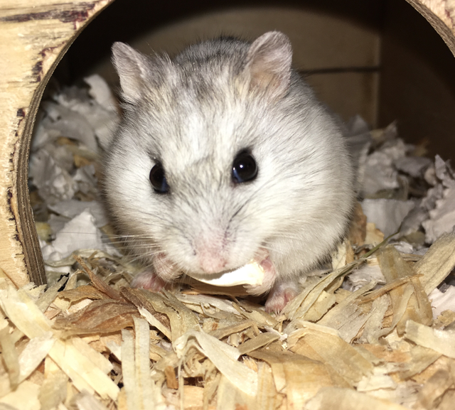 Steckbrief Zwerghamster - Image