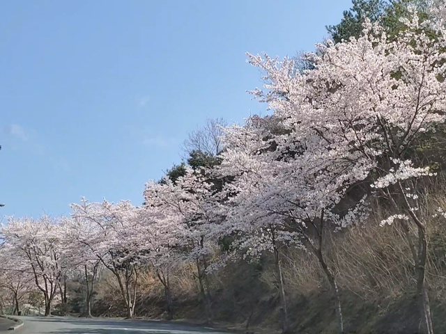 桜が満開になりました！