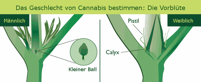 Weibliche und männliche Hanfpflanzen Die Vorblüte bei Cannabispflanzen