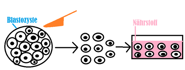 Stammzellen - Philoclopedia