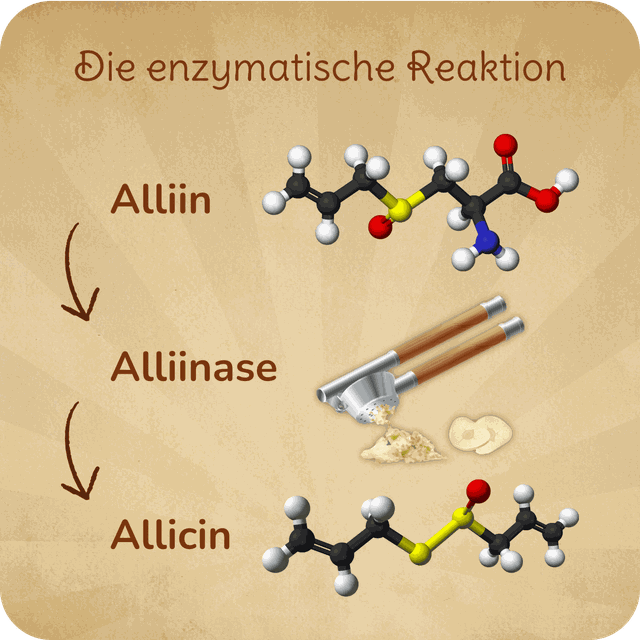 Knoblauch; Knoblauchgeruch; Entstehung; Alliin, Alliinase; Allicin; Knobi; Knolle, Kibu; Kibü; KibüWürze