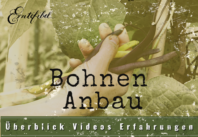 Bohnen Anbau im Garten - erntefibel.de