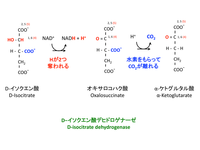 イソクエン酸の酸化と脱炭酸