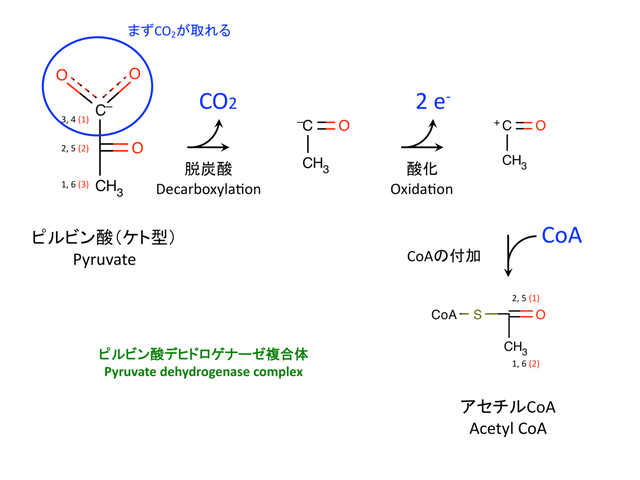 TCAサイクル（The citric acid cycle）References