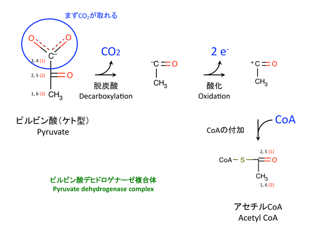 ピルビン酸の酸化