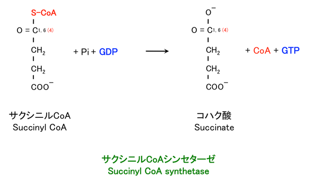 サクシニルCoAの酸化