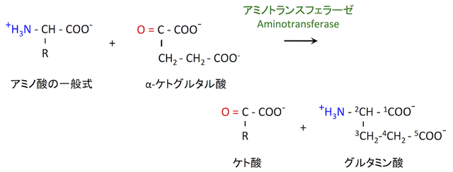 グルタミン酸, Glutamate, Gln, EReferences